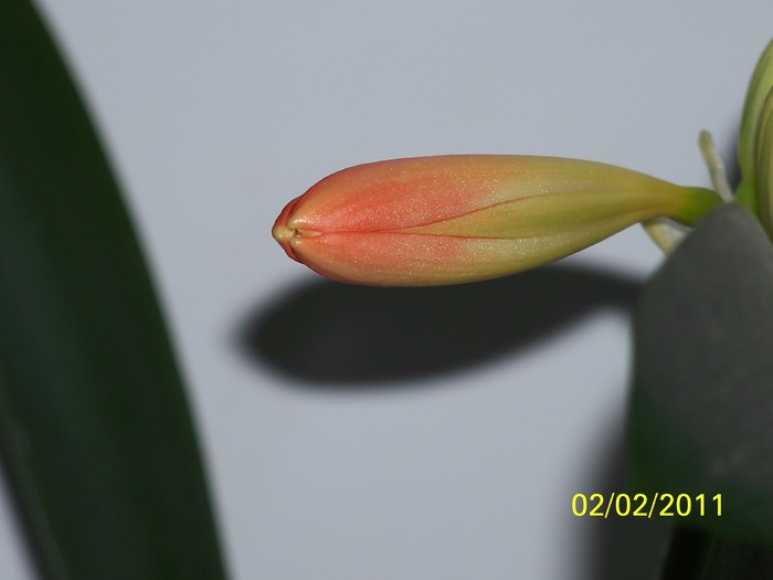 100_8270 - Clivia 2011