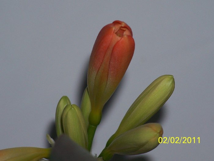 100_8271 - Clivia 2011