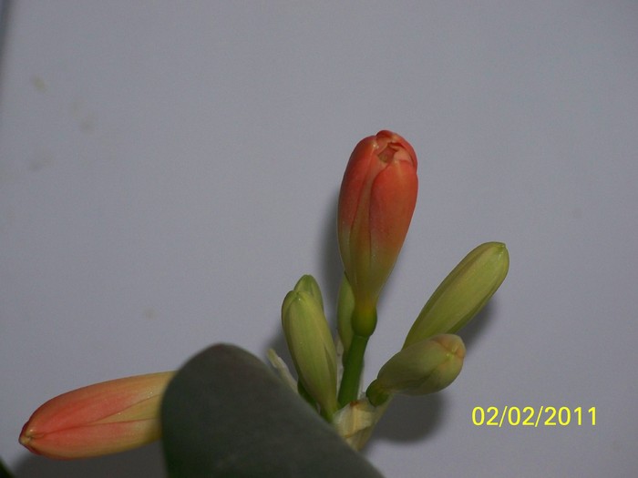 100_8272 - Clivia 2011