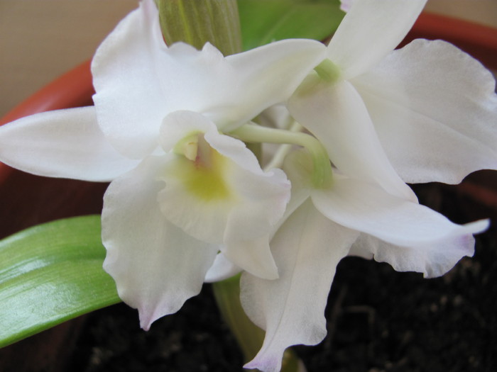 Dendrobium nobile 2 ian 2011 002