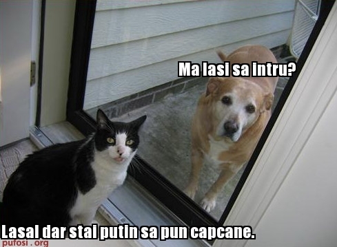 poze-amuzante-capcane-pentru-caine[1] - pisici funny