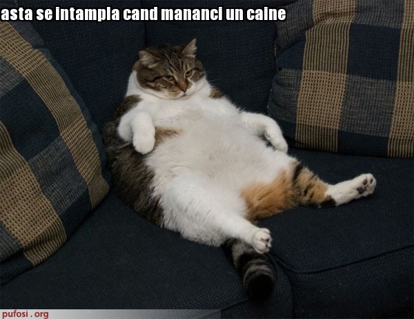 poze-amuzante-pisica-a-mancat-un-caine[1] - pisici funny