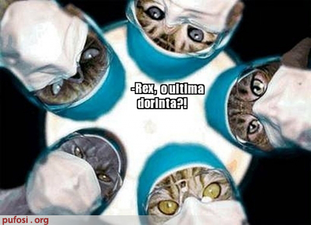 poze-amuzante-pisicile-opereaza-un-caine[1] - pisici funny
