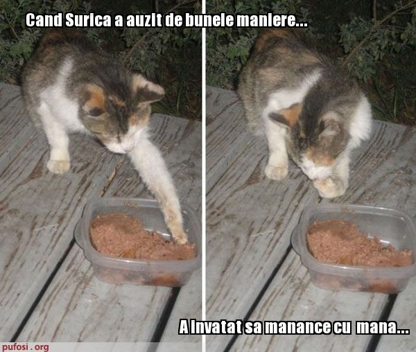 poze-amuzante-surica-mananca-cu-mana[1] - pisici funny