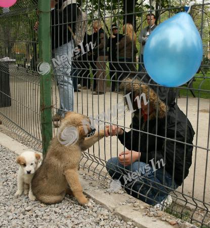 om care adopta - Lucruri de luat in seama inainte de a adopta oficial un caine