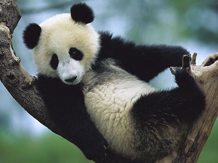 urs panda - peisaje si poze foarte frumoasa