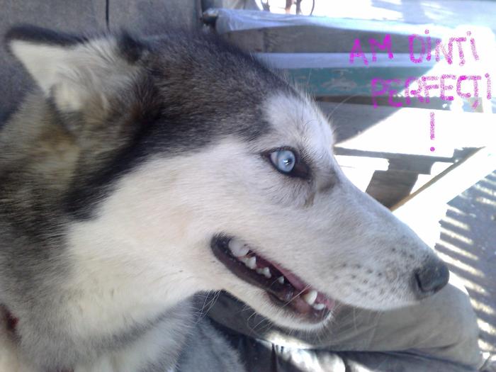 dantura perfecta a lui abby