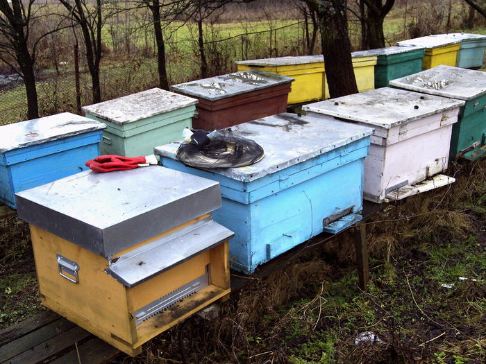 locatia 2 - 2011 apicole