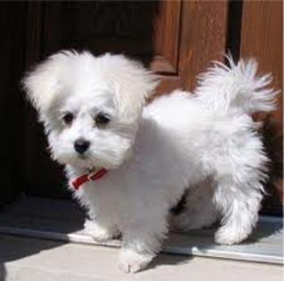 bichon - my bichon