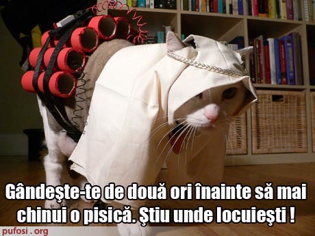 poze-amuzante-poza-amuzanta-pisica-kamikaze-ii-ameninta-pe-cei-care-chinuie-animalele