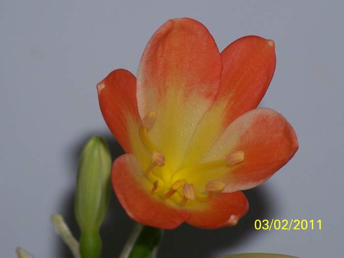 100_8305 - Clivia 2011