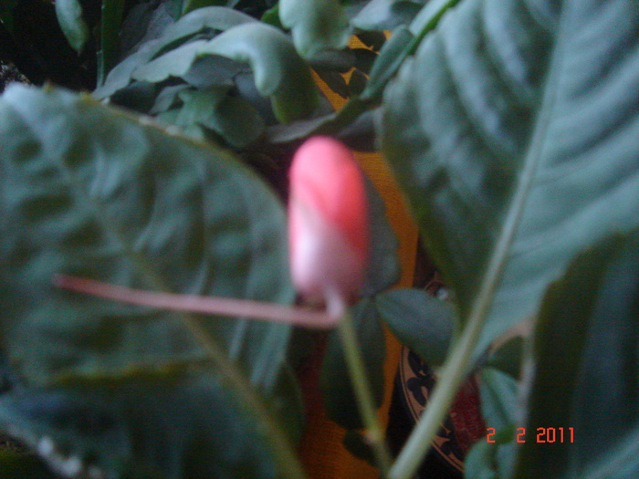 boboc impatiens - plante de interior