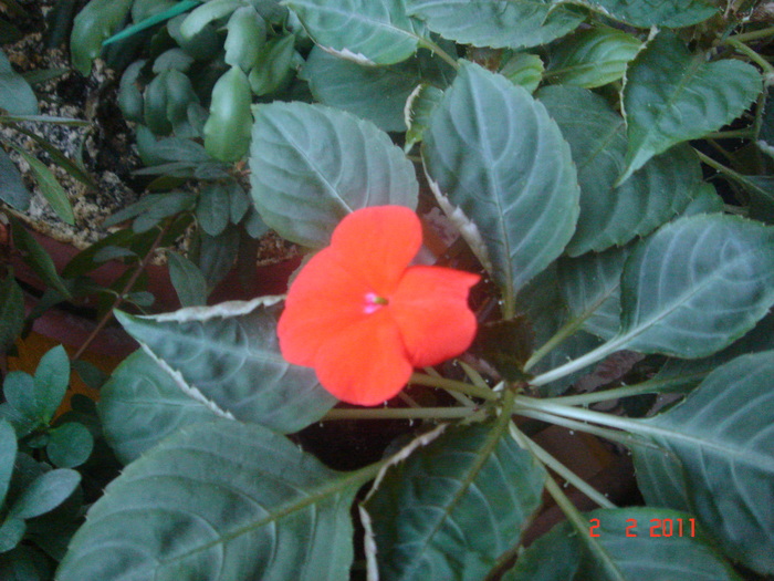 impatiens - plante de interior