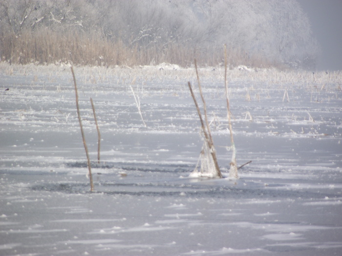 plase de pescuit - somova delta dunarii foto