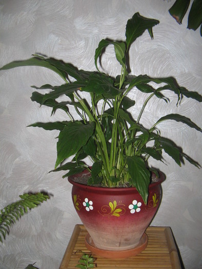 spathiphyllum - a Flori 2011