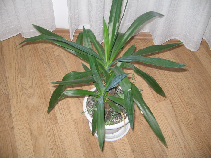 yucca - a Flori 2011