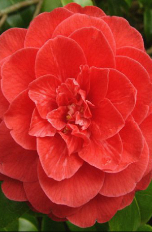camellia coquetti - Camelii pe care le vreau