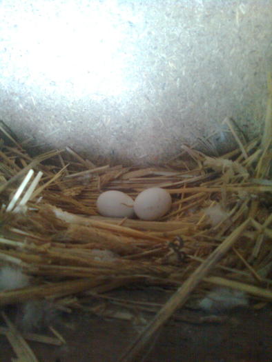 primele oua - Pui 2010