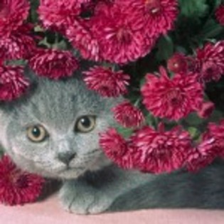 wallpaper_pisicuta-intre-flori-150x150 - poze pisici