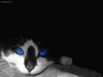 imagini si poze cu pisica 3d - poze animale