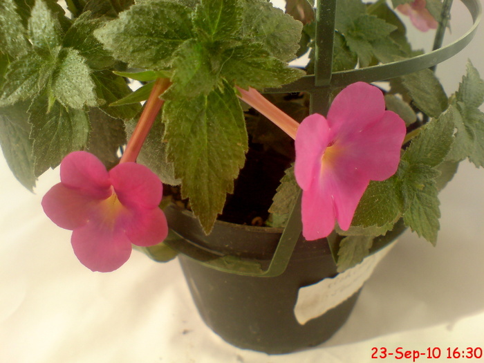 Jewel Pink - z ACHIMENES