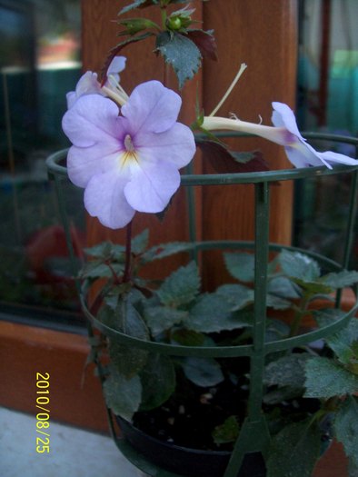 Mauve Delight - z ACHIMENES