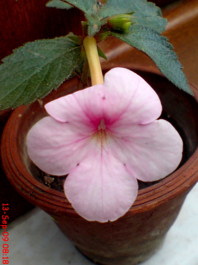 Peach Blossom - z ACHIMENES