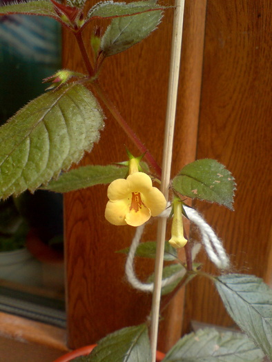 Yellow Beauty - z ACHIMENES