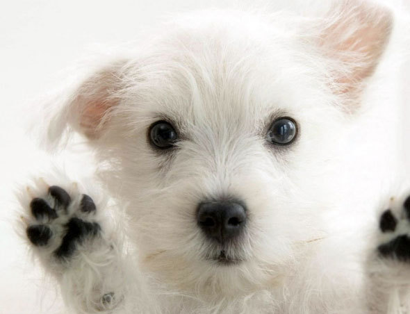 4523394930_13ece1d342_o