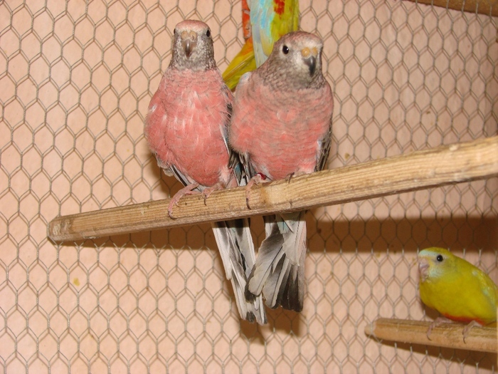 DSC03530 - Bourke Parrot