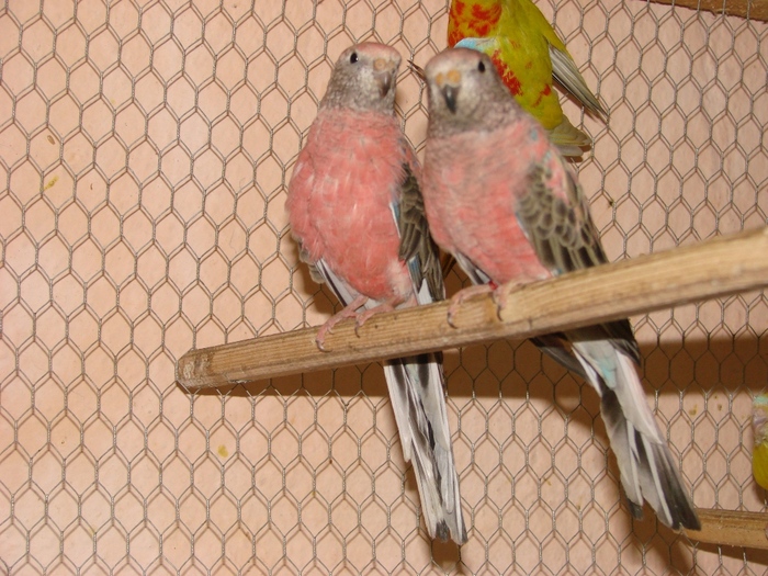 DSC03531 - Bourke Parrot