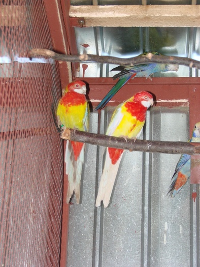 DSC03506 - Rosella