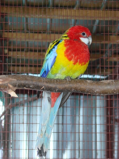 DSC03514 - Rosella