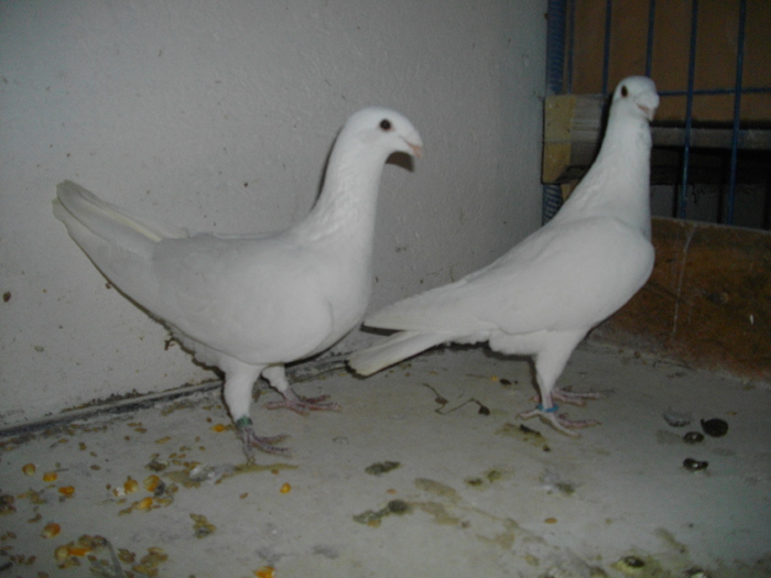 IMGP4775