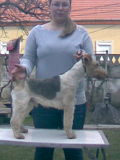 Fox Terrier cu Par Sarmos (M) ... - FIICA MEA