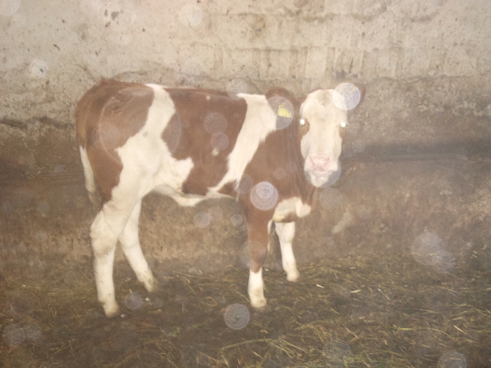 frumusica; vitea baltata
