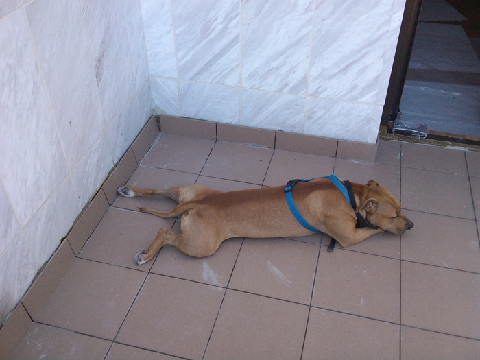 relacsare; super catea
