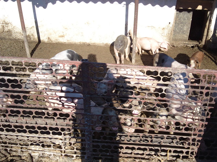 DSC01739; porci de carne

