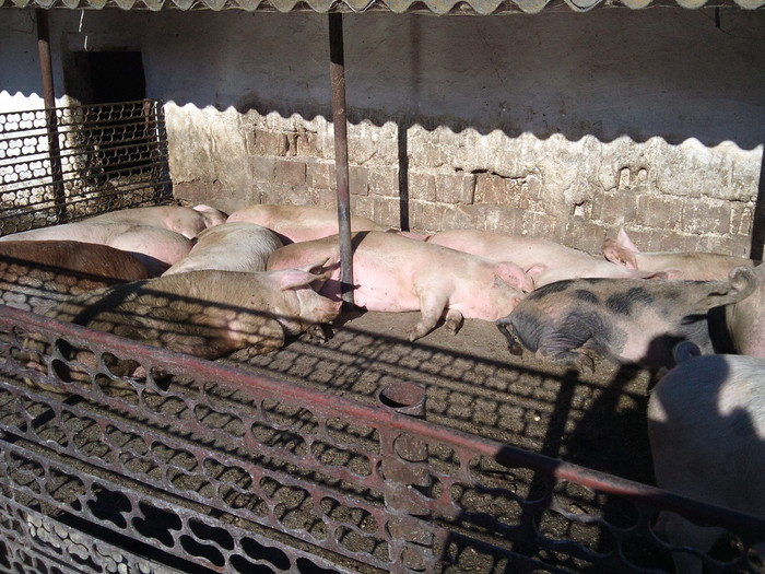 somn de voie; porci de vinzre
