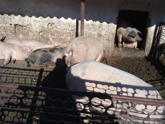 DSC01741; porcide vinzare ingrasati cu porumb
