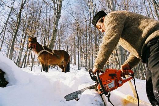 iarna_-_rogojel__lm_007 - domeniu forestier