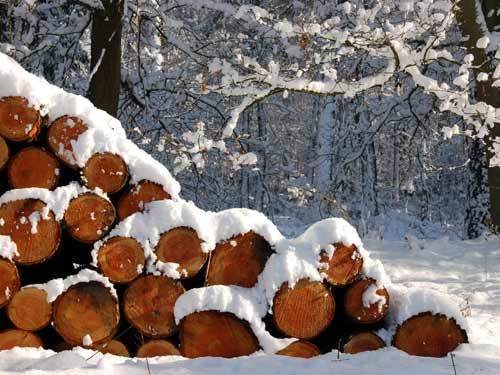 lemne_padure_iarna - domeniu forestier