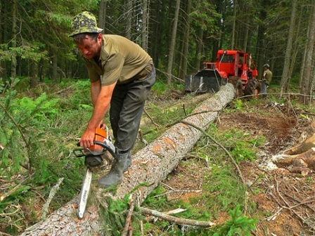 stream - domeniu forestier