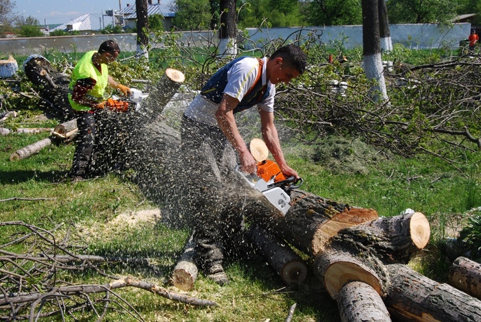 toaletare_arbori_primaria_bucsani_5 - domeniu forestier