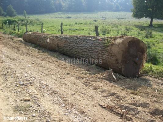 treuil-forestier - domeniu forestier