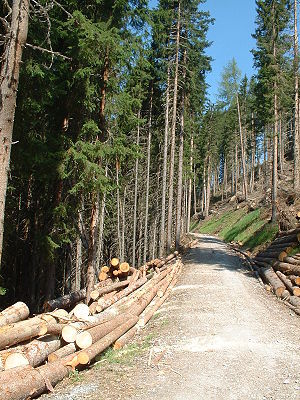 300px-Forstarbeiten_in_Österreich - domeniu forestier