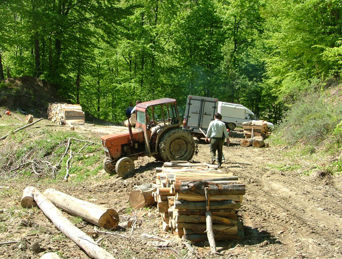 1padure908-IRENA - domeniu forestier