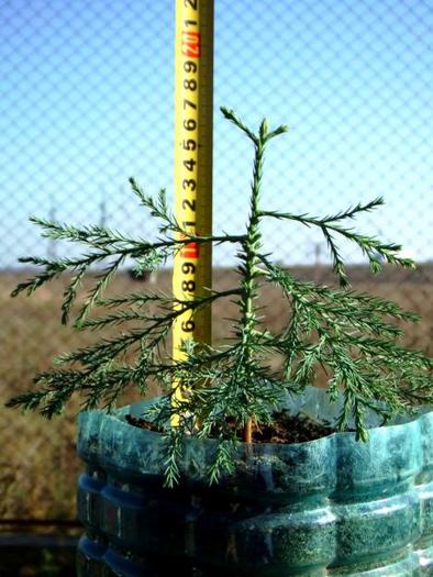 1289943758_138413941_1-Fotografii-de--Puieti-brazi-americani-SEQUOIA-giganteum-Giant-Redwood-1289943 - domeniu forestier