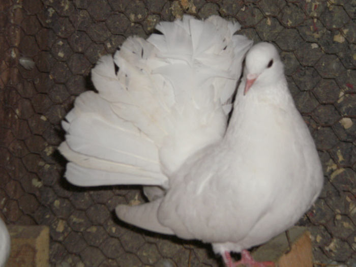 Rotat alb - Porumbei Ornamentali