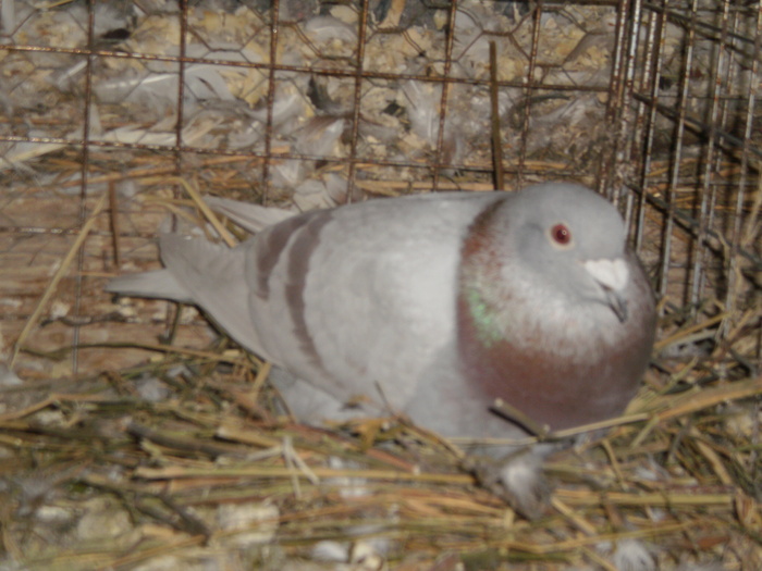 Voiajor - Porumbei Ornamentali